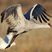 Sandhill Crane